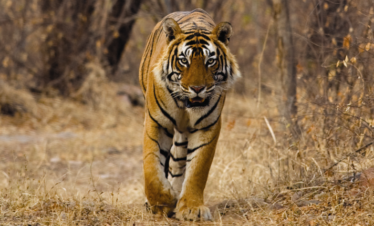 Corbett Nainital Ranikhet Holiday Package