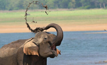 corbett holiday packages