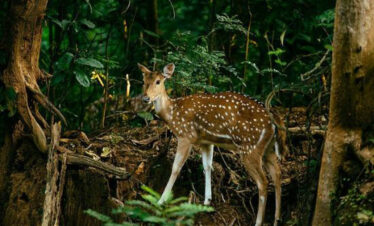 corbett holiday packages