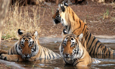 corbett holiday packages