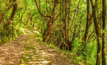 binsar holiday packages