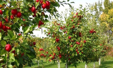 mukteshwar holiday packages